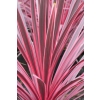 Cordyline Charlie Boy kordylina australijska duża